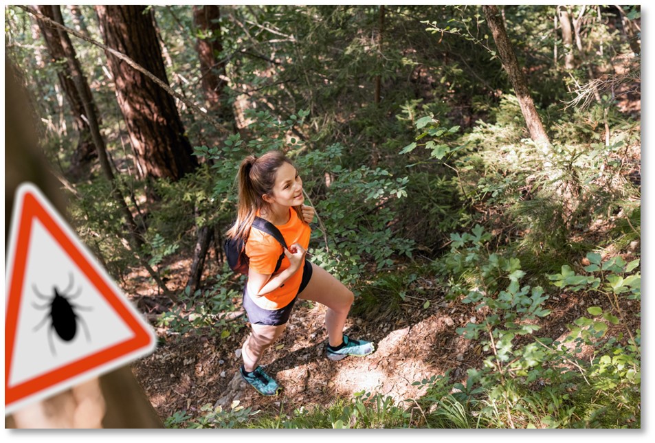 Kvinna som rör sig i skog och mark varnas för fästingar