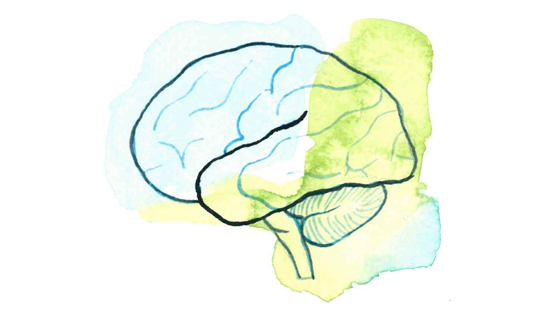 Illustration i vattenfärg av en hjärna.
