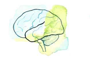 Illustration i grön och blå vattenfärg av en hjärna.