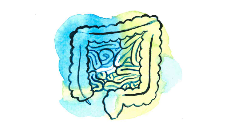 Illustration över tarmarna i en mage målat med vattenfärg.